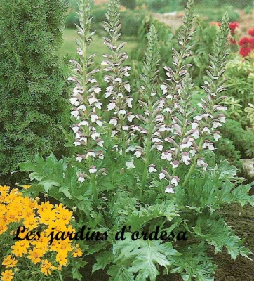 Acanthus mollis
